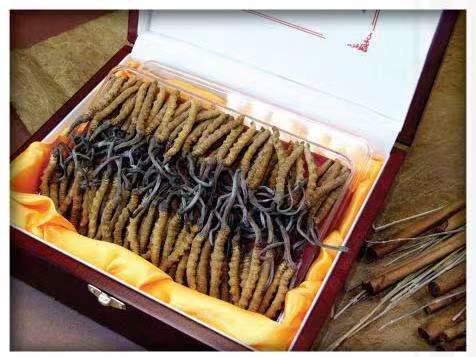 东乡冬虫夏草回收